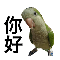 Green monk parrot