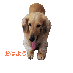 Daily Dachshund