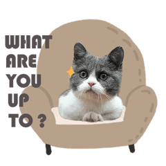 Tudou Bao | The British Shorthair Cat – LINE stickers | LINE STORE