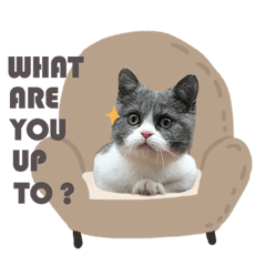 Tudou Bao | The British Shorthair Cat