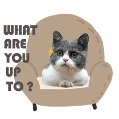 Tudou Bao | The British Shorthair Cat – LINE stickers | LINE STORE