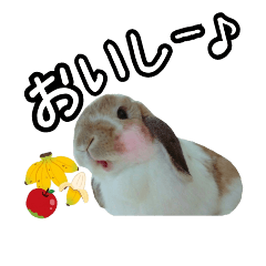 Rabbit 's Mugi and  Dog Sakura