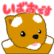 The dog's name is shibao