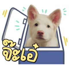 โกฮัง..หัวใจโกโฮม Ver.2