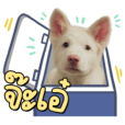 สติกเกอร์แอนิเมชัน