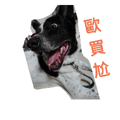 李家六犬日常 Line貼圖 Line Store 李家六犬日常 Line貼圖 Line Store