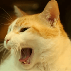 黃阿瑪的後宮生活 經典畫面來...