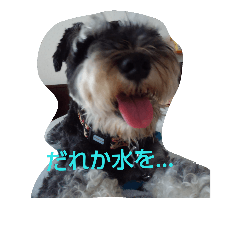 dog days with me 9