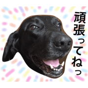 Rui&Sunder/Labrador Retriever 4