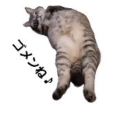 Hayate of Cat