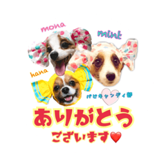 PapillonPapillon