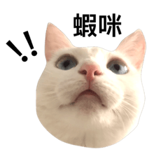 Dream world of silly cat