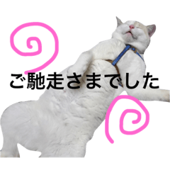 YUKIO CAT