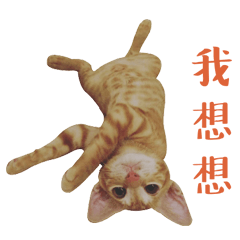 Mantou is a cat in Taiwan
