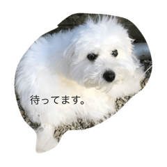 Bichon Frize's Milly Stamp 4