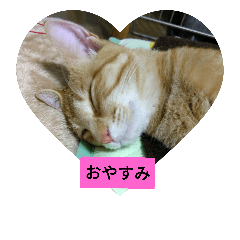 love love  cat