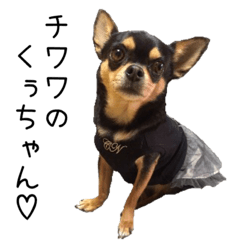 Chihuahua chrome