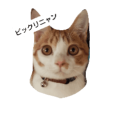 飼い猫チャトさん Line スタンプ Line Store