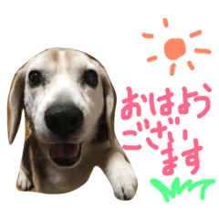 sun beagle