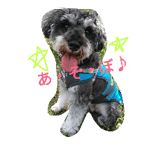 SchnauzerAny