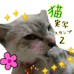 Cute Siamese cat stamp a photograph 2