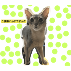 愛猫エッちゃん…①