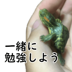 To study with the turtle