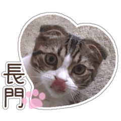 lovely cat nagato