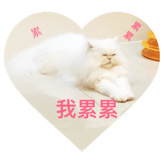 咪咪小白喵