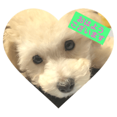 Toy poodle pu daily&respect language