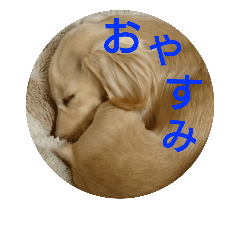 Hang in there Dachshund