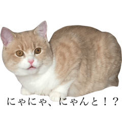 mugichan cat 2