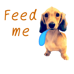 Penne, the dog