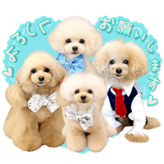 Four of poodle Second edition