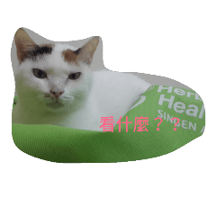 有隻貓叫蘋果