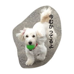 LOVE   dog