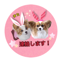 Good friend Papillon