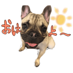 Frenchibulldog PONO