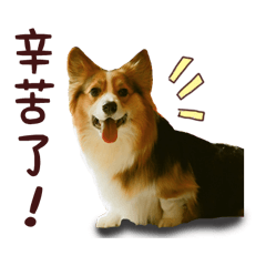 柯基犬答肥