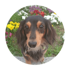 Kelly. Miniature dachshund