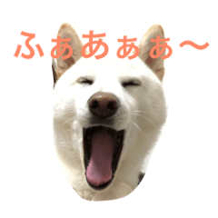 shibainu.love
