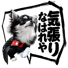 AZUKI the Chihuahua "Japanese comics"