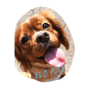 Pet dog  Stamp