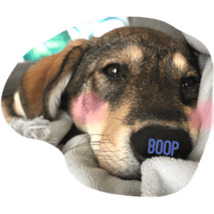 Toast the Mutt 2. I am growing up fast.