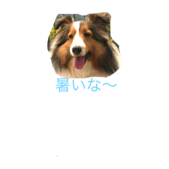 Shetland sheep dog stanp