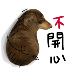 dachshund-Han ji