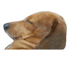 Lessy the super cute sausage dog