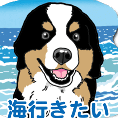 わんこ日和 バーニーズマウンテンドッグ2夏 Line スタンプ Line Store