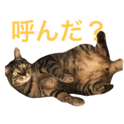 chiro*