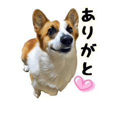 Welsh Corgi Ranmaru